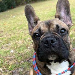 French Bulldogs from Tri-County Bullies
