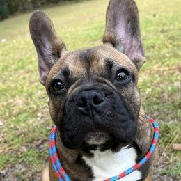 French Bulldogs from Tri-County Bullies