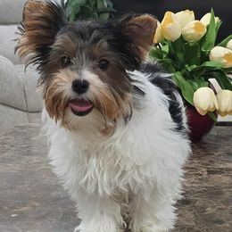 Biewer Terrier puppies from Granny's yorkshire Terrier Modesto California