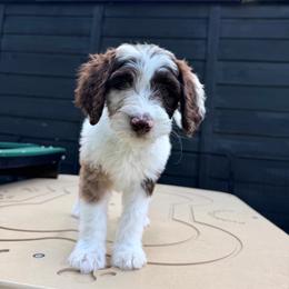 Enoki - Hot Pink Collar - Merle female Goldendoodle puppy in Garland, Texas from Twilight Doodles