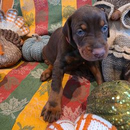 Maroon - Red and rust female Doberman Pinscher puppy in Anderson, Indiana from Legendary Kennels