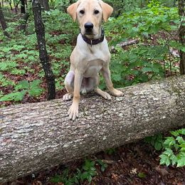 Labrador Retriever Puppies from Sycamore Kennels