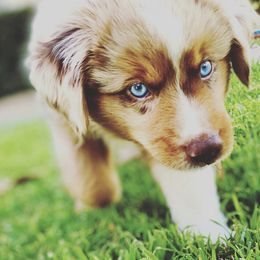 Mufasa - Miniature Australian Shepherd