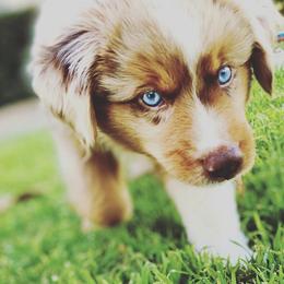 Mufasa - Miniature Australian Shepherd