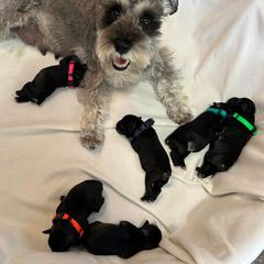 Salt - Miniature Schnauzer