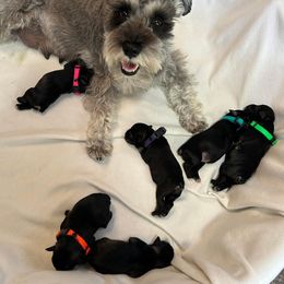 Salt - Miniature Schnauzer