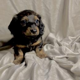 George - Black and tan male Dachshund puppy in Brandon, Florida from Knights Dachshunds