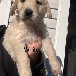 White - Golden female Golden Retriever puppy in Jesup, Georgia from Painted Platinum Retrievers (Painted Platinum Kennel) PPK