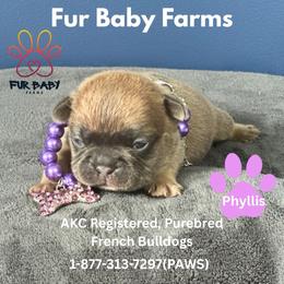 Phyllis - Blue fawn female French Bulldog puppy in Michigan from Fur Baby Farms