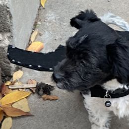 Iroh - Coton de Tulear