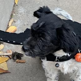 Iroh - Coton de Tulear