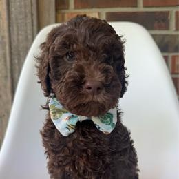 Toast - Chocolate male Goldendoodle puppy in Pulaski, Tennessee from Doodle My Heart