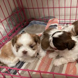 Shih Tzu Puppies from Wood Foo Breeders