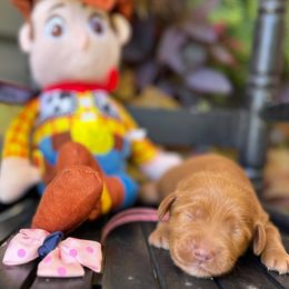 Bo Peep - Red  female Goldendoodle puppy in Camden, North Carolina from Oopsie Doodles of NC