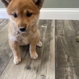 Shiba Inu Puppies from Happy Tails Shiba Inus