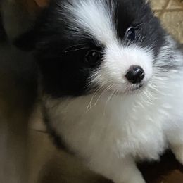 Pomsky Puppies from Perfect Pomskies