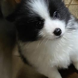 Pomsky Puppies from Perfect Pomskies