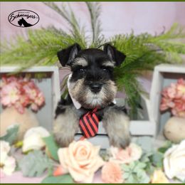 AKC 25011 - Black and silver male Miniature Schnauzer puppy in Mount Airy, Georgia from Miniature Schnauzers GA, LLC