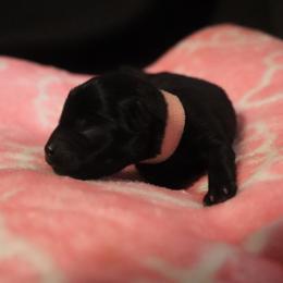 Pink - Lani - Black female Schipperke puppy in Vancouver, Washington from Curtin Creek Schipperkes