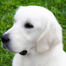 Crue - Golden Retriever