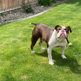 Sheema - Chocolate tri-color female Bulldog puppy in Washington from Sun City Campeiro Bulldogs
