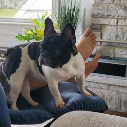 Sissy - French Bulldog
