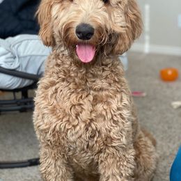 Goldendoodle All Grown Up from Island 7 Goldendoodles