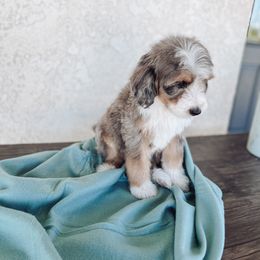 Aussiedoodle and Bernedoodle Puppies from High Desert Doodles