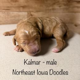 Kalmar - Apricot male Goldendoodle puppy in Cedar Falls, Iowa from Northeast Iowa Doodles