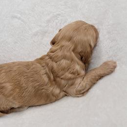 Goldendoodle Puppies from Lake Village Doodles