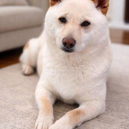 Butterscotch - Shiba Inu