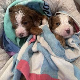 Bernedoodle Puppies from Palmetto Bernedoodles Boutique