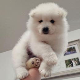 Scout - White and biscuit male Samoyed puppy in West Jordan, Utah from Rocky Mountain Samoyeds