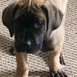 Boerboels from BadLand Kennels