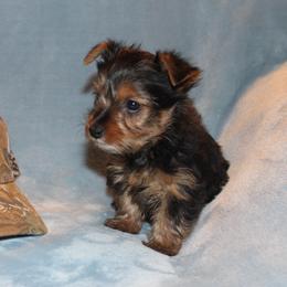 Chico - Black and tan male Yorkshire Terrier puppy in Saint Clair, Missouri from Missouri Yorkies