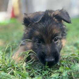 Israel - Black and red male German Shepherd puppy in Aurora, Illinois from Fairhaven German Shepherds