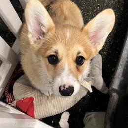 Chili - Red female Pembroke Welsh Corgi puppy in Goldthwaite, Texas from Everlove Pembroke Welsh Corgis