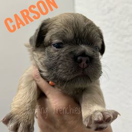 Carson - Fawn male French Bulldog puppy in Port Charlotte, Florida from Fluffing Frenchies LLC