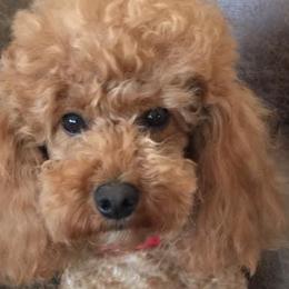 Poodles from Hyco Lake Doodles and Poodles