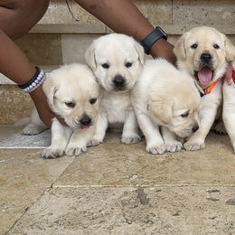 Labrador Retriever Puppies from Pride Rock Labradors