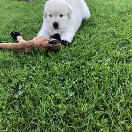 Golden Retriever and Labrador Retriever Puppies from Emerald Knoll