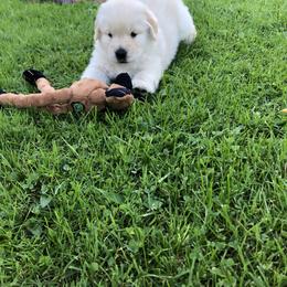 Golden Retriever and Labrador Retriever Puppies from Emerald Knoll