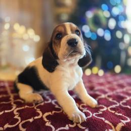 Flower - Brown black and white female Basset Hound puppy in Valley, Washington from Enchanted Valley Paws