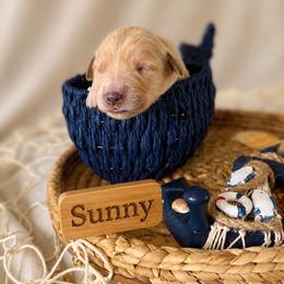 Sunny - Light golden female Golden Retriever puppy in San Bernardino, California from Thegoldendreams1