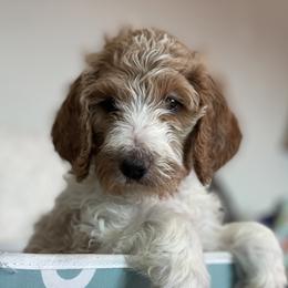 Goldendoodle Puppies from AZ/CO Designer Goldendoodles