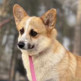 Roxy - Pembroke Welsh Corgi