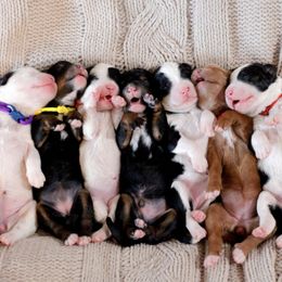 Bernedoodle and Goldendoodle Puppies from Gold Diamond Pup