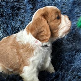 Cavalier King Charles Spaniel Puppies from Crosby's Cavaliers