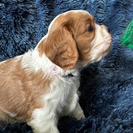 Cavalier King Charles Spaniel Puppies from Crosby's Cavaliers