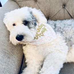 Ivy - Sheepadoodle